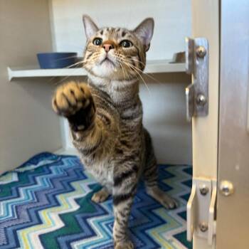 Domestic Short Hair Cats Available for Adoption - Hunter (Pop) | PetCurious