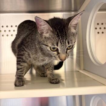 Vessel -  Domestic Short Hair Cat for Adoption in Norman, Oklahoma - Vessel | PetCurious