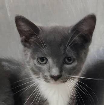 Rescue Domestic Short Hair Cats for Adoption in Spartanburg, South Carolina - Alex | PetCurious