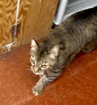 Tabby Cats Available for Adoption in Bothell, Washington - Nanette | PetCurious