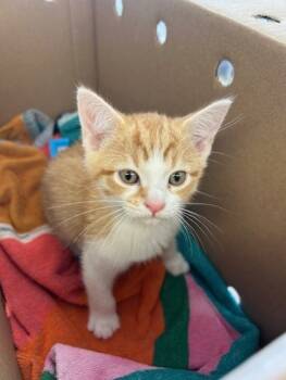 Rescue Domestic Short Hair Cats for Adoption in West Memphis, Arkansas - Google | PetCurious