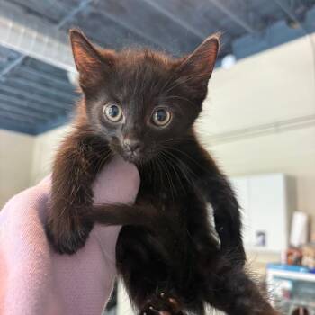 Domestic Short Hair Cats Available for Adoption in Huntington, West Virginia - Milan | PetCurious