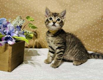 Domestic Short Hair Cats Available for Adoption in Groveland, Massachusetts - Mocha | PetCurious