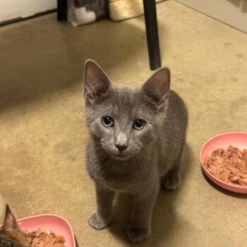 Domestic Short Hair Cats Available for Adoption in York, Pennsylvania - Jimothy | PetCurious