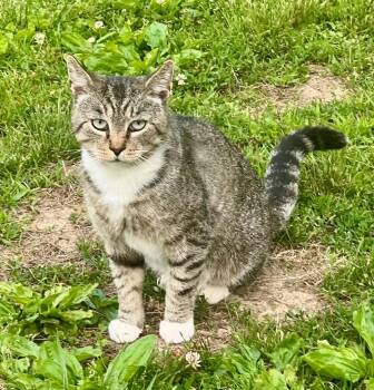 Teddy -  Domestic Short Hair Cat Available for Adoption in Cromwell, Kentucky - Teddy | PetCurious