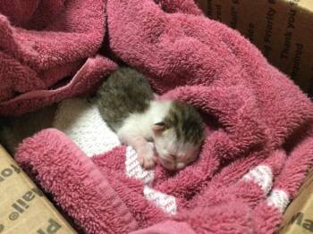 SAMMY -  Domestic Short Hair Cat for Adoption in Riverside, California - SAMMY | PetCurious