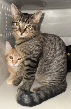 Edam -  Domestic Short Hair Cat for Adoption in Lemoore, California - Edam | PetCurious