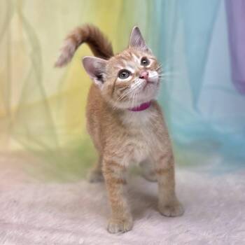 Uno-C -  Domestic Short Hair Cat for Adoption in East St. Louis, Illinois - Uno-C | PetCurious