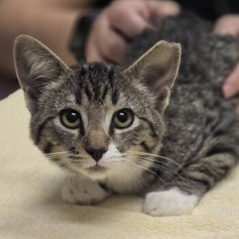 Rescue Domestic Short Hair Cats for Adoption in Wickenburg, Arizona - Cuddlebug | PetCurious