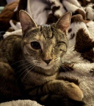 American Shorthair Cats Available for Adoption - Bella | PetCurious