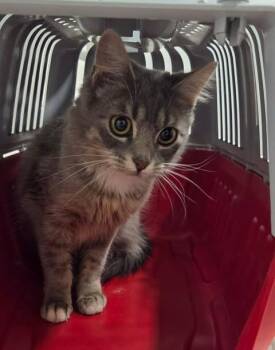 Domestic Medium Hair Cats Available for Adoption in Fruit Heights, Utah - Selma | PetCurious