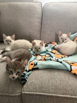 Weston, Frank, Frost, Snowy, Bella -  Siamese Cat for Adoption in Walnut Creek, California - Weston, Frank, Frost, Snowy, Bella | PetCurious