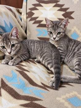 Maverick -  Domestic Short Hair Cat for Adoption in Millcreek, Utah - Maverick | PetCurious