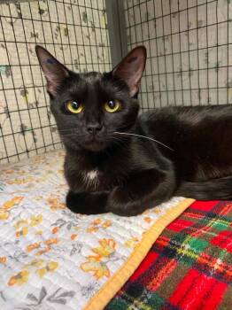 Smoke -  Domestic Short Hair Cat for Adoption in Grants Pass, Oregon - Smoke | PetCurious