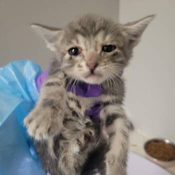 Pisa -  Domestic Short Hair Cat for Adoption in Westminster, California - Pisa | PetCurious