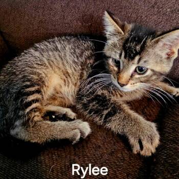 Rylee -  Domestic Short Hair Cat Available for Adoption in Rochester, Minnesota - Rylee | PetCurious