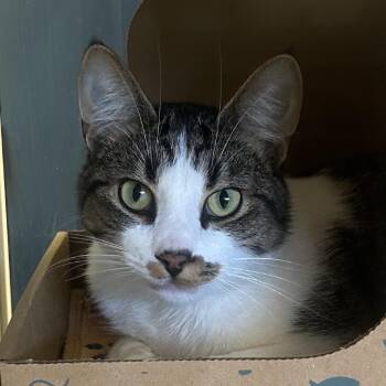 Edmund -  Domestic Short Hair Cat for Adoption in West Olive, Michigan - Edmund | PetCurious
