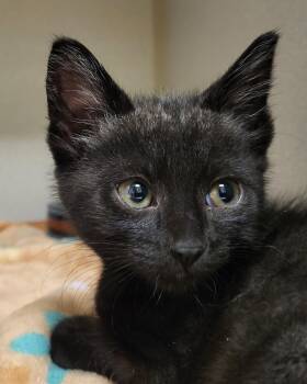 Domestic Short Hair Cats Available for Adoption in Grayslake, Illinois - Cersei | PetCurious