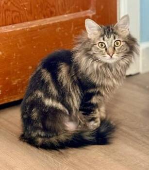 Rescue Domestic Long Hair Cats for Adoption in Pasco, Washington - Maisy | PetCurious