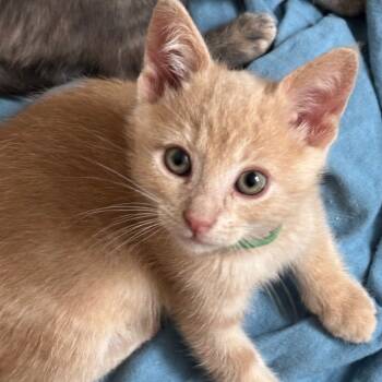 Rescue Domestic Short Hair Cats for Adoption in Los Angeles, California - Cookie | PetCurious