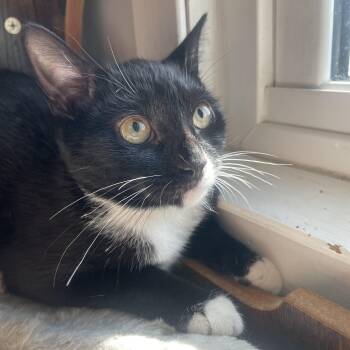 Rescue Tuxedo and Domestic Short Hair Cats for Adoption - Marley | PetCurious
