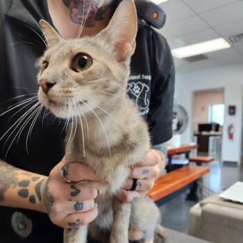 Rescue Domestic Short Hair Cats for Adoption in Dickinson, Texas - LuLu | PetCurious