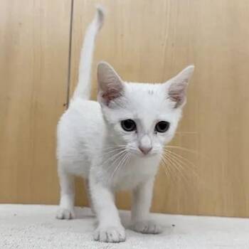 Pepper -  Domestic Short Hair Cat for Adoption in Brentwood, Missouri - Pepper | PetCurious