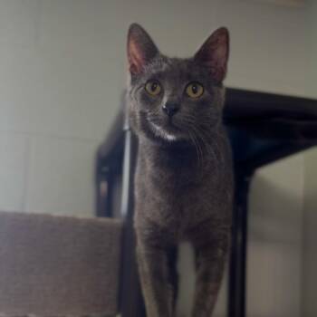 Linda Fletcher -  Domestic Short Hair Cat for Adoption in Independence, Kansas - Linda Fletcher | PetCurious