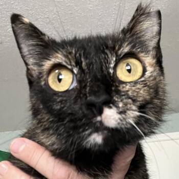 Domestic Short Hair Cats Available for Adoption in Sarasota, Florida - Serena | PetCurious