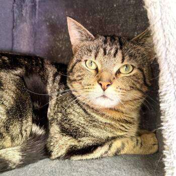 Domestic Short Hair Cats Available for Adoption - Geraldo | PetCurious