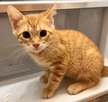 Dale -  Domestic Short Hair Cat Available for Adoption in Jackson, Georgia - Dale | PetCurious