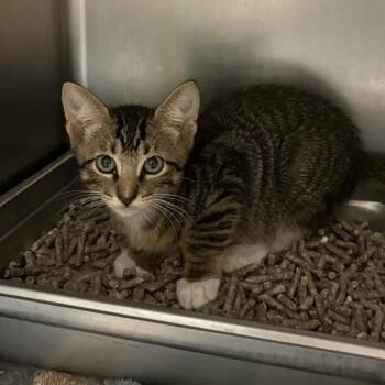 Smithsonian -  Domestic Short Hair Cat for Adoption in Beaumont, Texas - Smithsonian | PetCurious