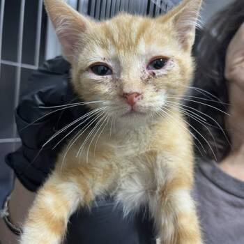 Memphis -  Domestic Short Hair Cat for Adoption in Marble, North Carolina - Memphis | PetCurious