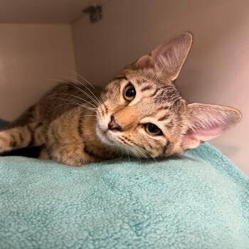 Maui -  Domestic Short Hair Cat for Adoption in Redwood City, California - Maui | PetCurious