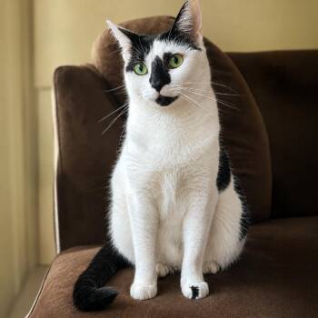 Domestic Short Hair Cats Available for Adoption in Austin, Texas - Murray | PetCurious