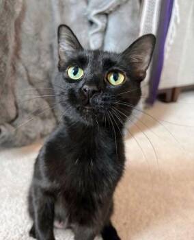 Domestic Short Hair Cats Available for Adoption - Chessie | PetCurious
