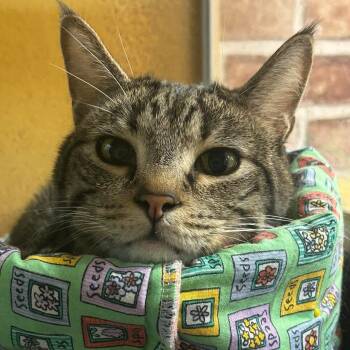 Tabby and Domestic Short Hair Cats Available for Adoption in Warr Acres, Oklahoma - Tate | PetCurious