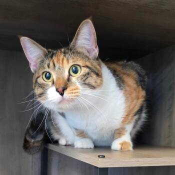 Domestic Short Hair Cats Available for Adoption - Emma | PetCurious