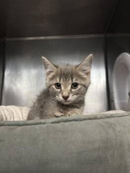 Lint -  Domestic Short Hair Cat for Adoption in Morristown, New Jersey - Lint | PetCurious