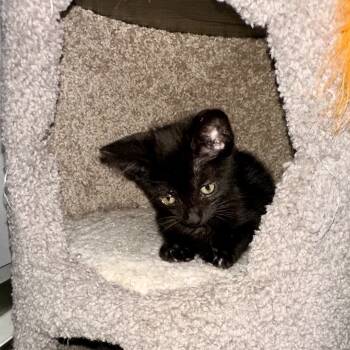 Rescue Domestic Medium Hair Cats for Adoption in Lewisville, Texas - Kai | PetCurious