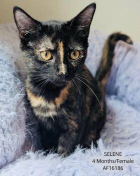Selene -  Domestic Short Hair Cat for Adoption - Selene | PetCurious