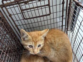 Domestic Short Hair Cats Available for Adoption in Houston, Texas - A655645 | PetCurious