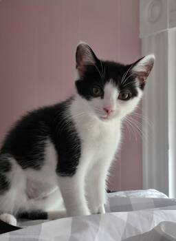 Pixie -  Domestic Short Hair Cat for Adoption in Duxbury, Massachusetts - Pixie | PetCurious