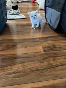 Gouda -  Domestic Short Hair Cat for Adoption in Pacifica, California - Gouda | PetCurious