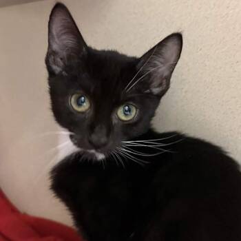 Virgil -  Domestic Short Hair Cat for Adoption in Gloucester, Virginia - Virgil | PetCurious