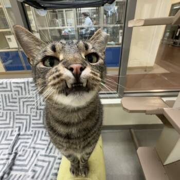 Rescue Domestic Short Hair Cats for Adoption in Lynchburg, Virginia - Mr. Handsome | PetCurious