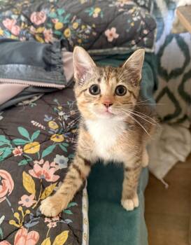 June -  Domestic Short Hair Cat for Adoption in Chicago, Illinois - June | PetCurious