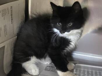 BIRCH -  Domestic Medium Hair Cat for Adoption in Charlotte, North Carolina - BIRCH | PetCurious