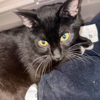 Penguin -  Domestic Short Hair Cat for Adoption in Troy, Virginia - Penguin | PetCurious