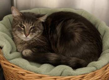 Domestic Medium Hair and Domestic Short Hair Cats Available for Adoption in North Richland Hills, Texas - Dash | PetCurious